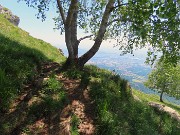 62 Betulla solitaria sul ripido pendio con bella vista sulle colline e la pianura
